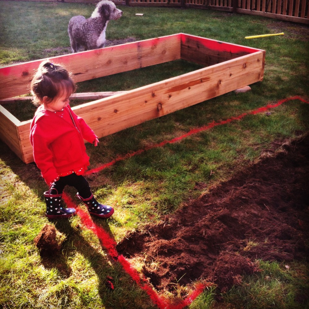 Even though our dirt was going to be more than a foot deep inside the garden box, we chose to remove the sod to not only help anchor the box into the ground, but also make it so no grass would even think about growing in our 50/50 soil.