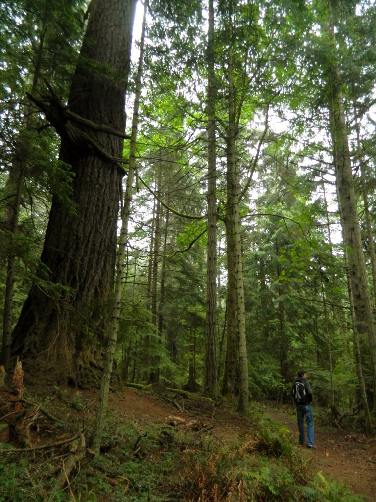 Two things to notice here: 1. The trees in this part of Moran State Park are enormous. They remind of the Redwoods to a degree. 2. That thing growing on that tree looks like a creature. Made me feel like I was in a Lord of the Rings movie.