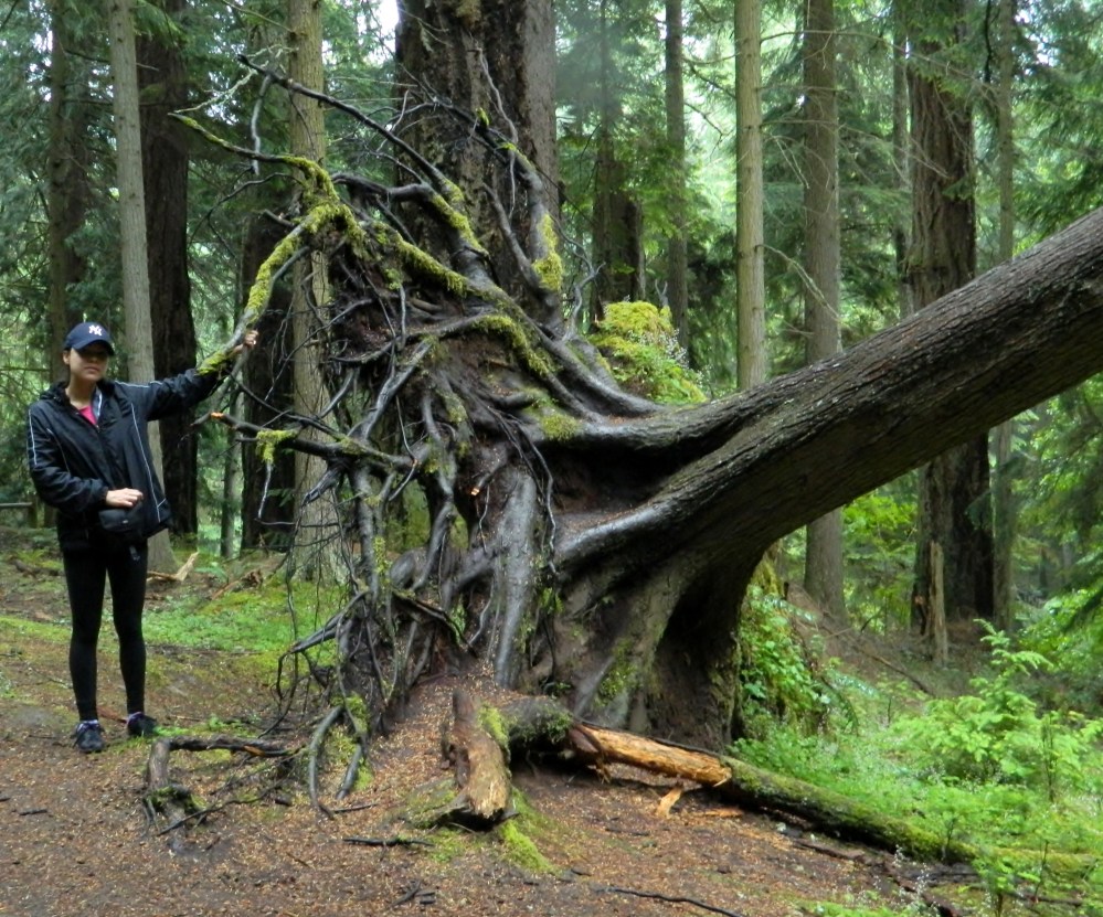 This tree fell over a long time ago. Made for a good photo opp with Veronica, who was dwarfed by the root ball.