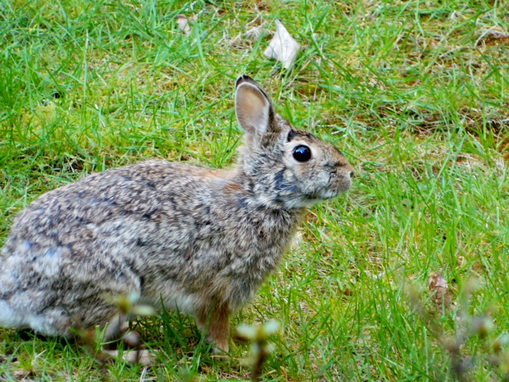 Here is the friendly rabbit we've seen in the backyard. I'm guessing once my plants get to a certain age, it will find a way through my fence and into my front yard.