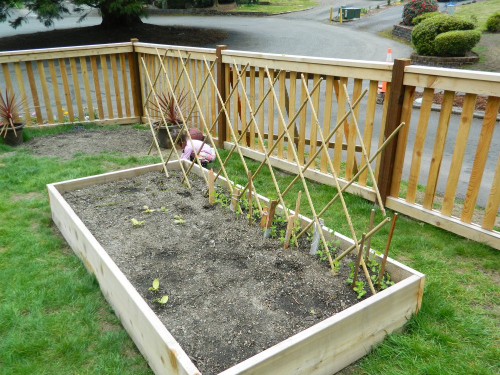 The snap peas are starting to grow, and we also bought a new bamboo trellis.