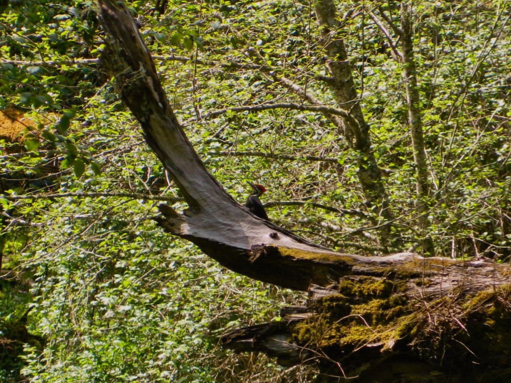 This woodpecker was a bit farther away than my camera lens could handle, but you get the gist. Really pretty bird. I've seen a pair of them in my backyard before as well.