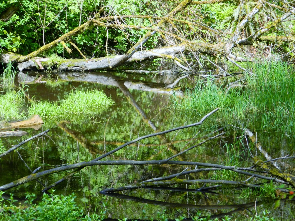 There is more than just the flowing creeks in Kobayashi Park. There are also wetlands filled with creatures and fallen creatures.