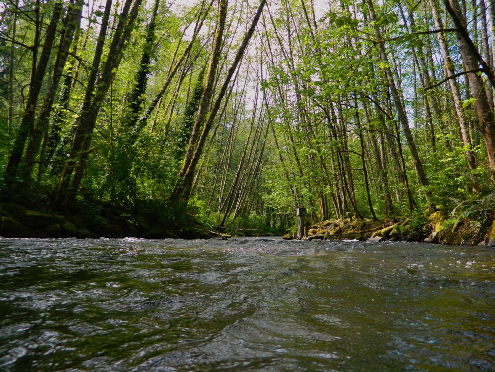 The confluence of Chambers Creek and Leach Creek in Kobayashi Park in University Place.