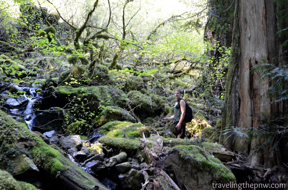 My friend Thomas Kyle-Milward scaling the debris pile to reach the vantage point where we got our good photos of Skookum Falls from. We eventually climbed to the middle of the moss-covered tree to his upper left.