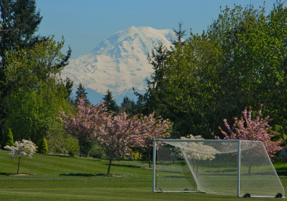 Mt. Rainier looms above the soccer fields and the cherry blossoms at Chambers Bay Park in University Place. (Photo by Craig Craker)