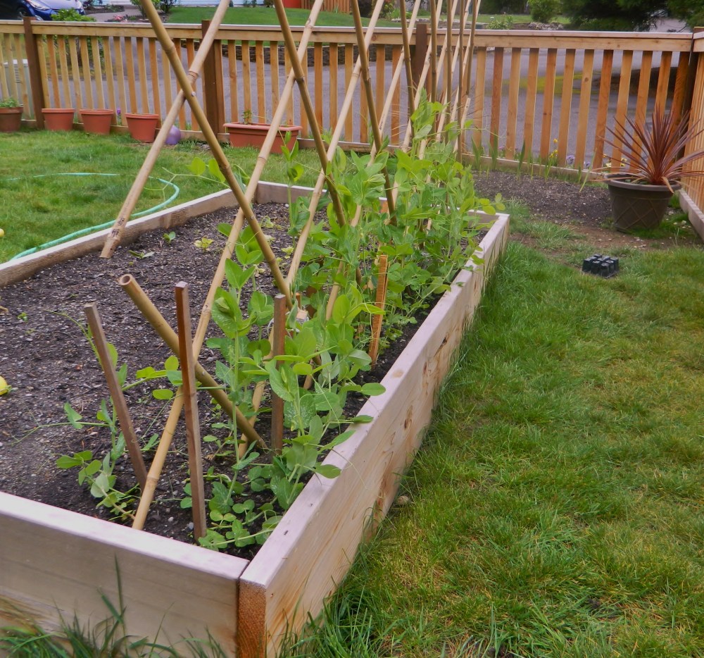 Our peas are growing nicely, even if the cucumbers and zucchinis aren't. Most of the peas are about two-feet tall now.