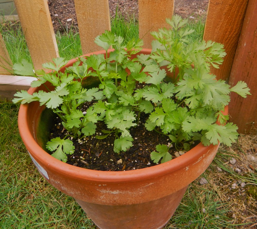 Our cilantro is going crazy. We have too much, honestly.