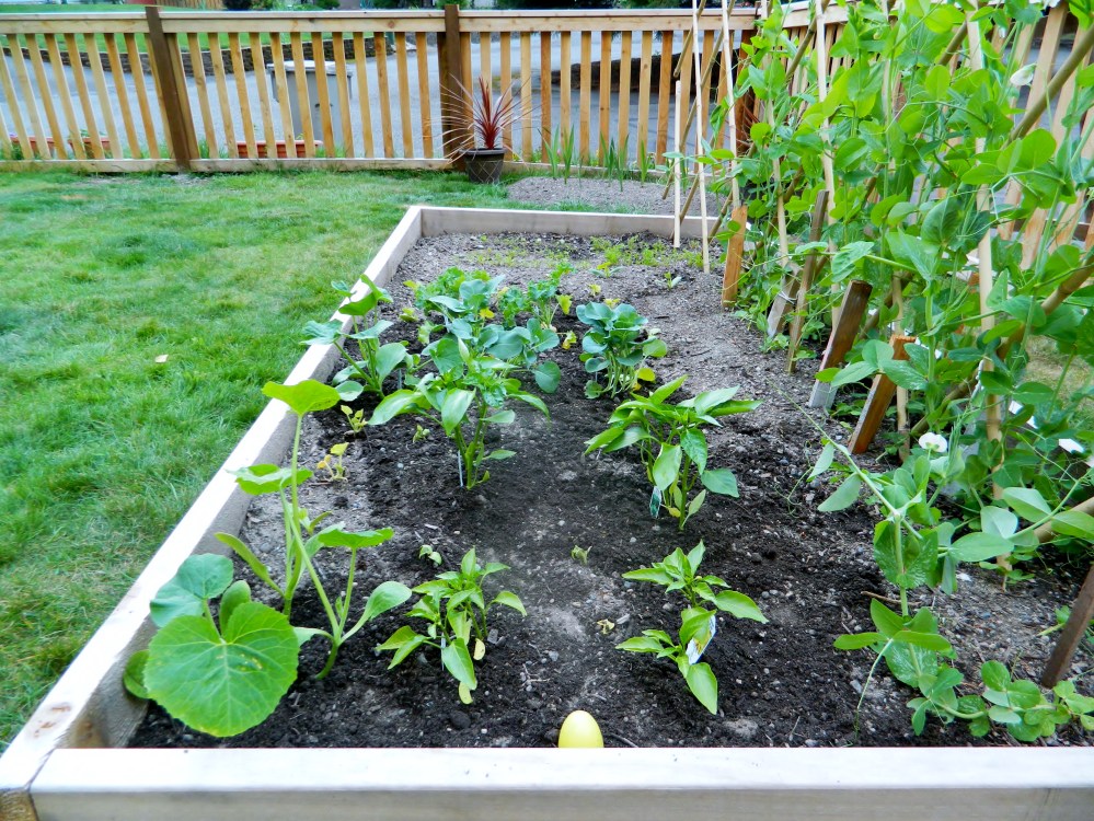 After failing to get our cucumbers and zucchinis to grow, we gave in and bought green and yellow peppers, white and orange pumpkins, kale and broccoli at a local grocery store.