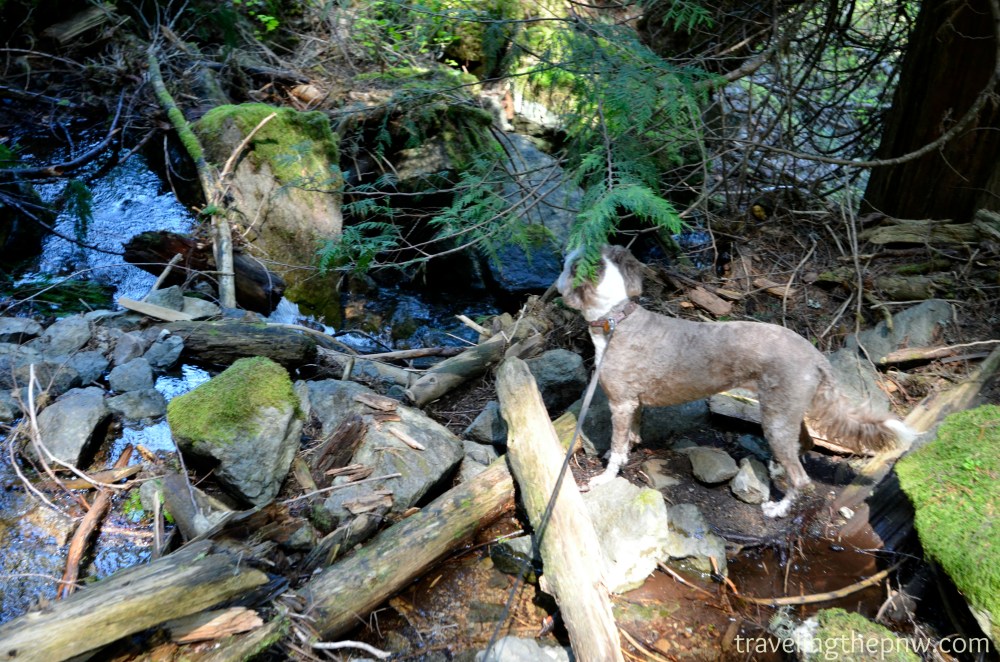 A flat spot about halfway up the hillside to the base of Skookum Falls. Molly enjoyed cooling off in Skookum Creek.