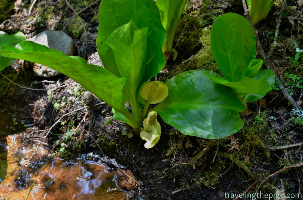 I've read about skunk cabbage, but never seen it in the wild. There was lots of it growing in the forest on this hike. I also know why they call it skunk cabbage now.