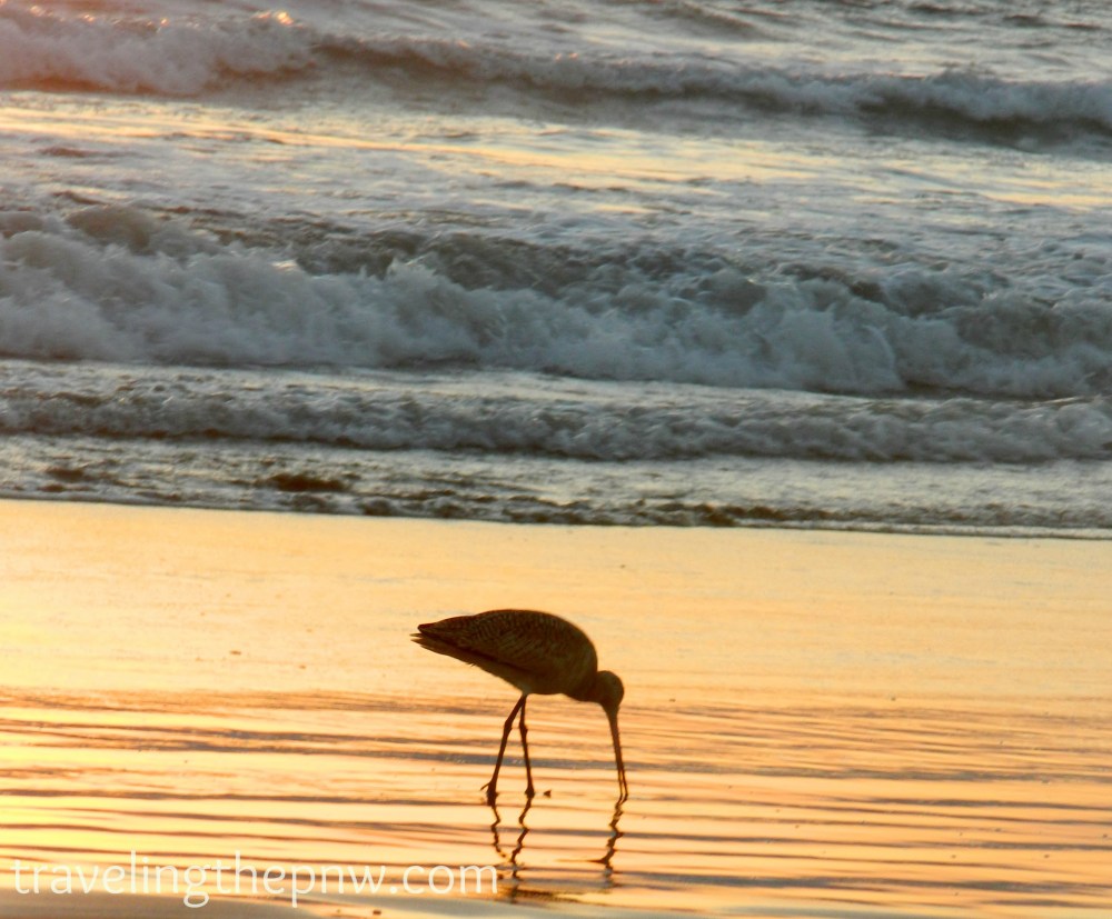 This is one of my favorite photos I've ever taken. I only include it in my sunsets post because I don't think all sunset shots have to include the actual sun. I love the color in the water, and the reflection of the bird in this shot at Venice Beach.