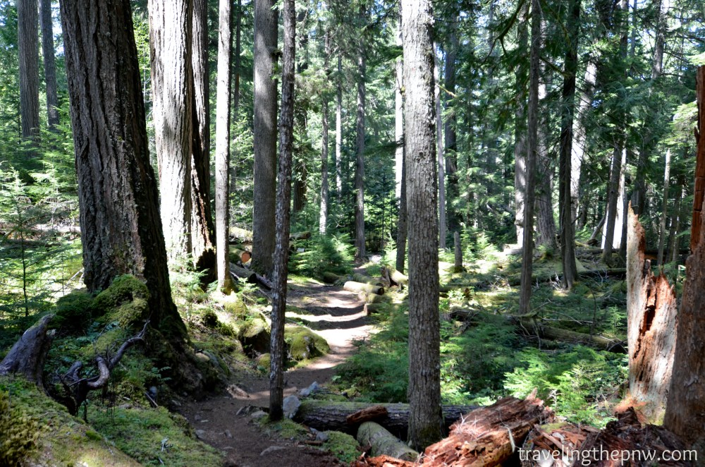 The Skookum Flats trail is well defined and winds its way through amazing old growth forest, as well as spots next to the White River. It features very little elevation gain, and is a good family hike.