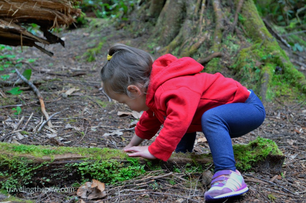 Catarina is a climber, and though this is no high peak, she certainly loved climbing all over the Big Cedar Tree.
