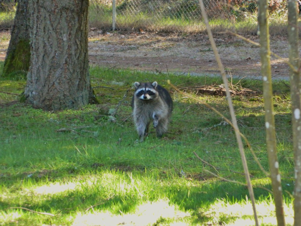 There are two raccoons that live in our neighborhood. I wasn't too fired up to see this one during the day, but it seemed pretty harmless. Normally they are walking around our yard at night.