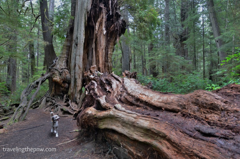 A closer look at the gaping maw from whence the giant piece of the Big Cedar Tree fell off.