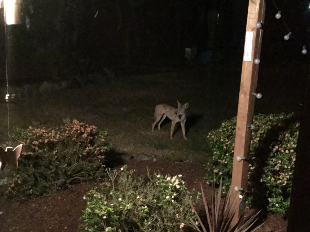 A little coyote action late one night. I was sitting at my table on our computer when I saw movement out of the corner of my eye. Freaked me out a bit.