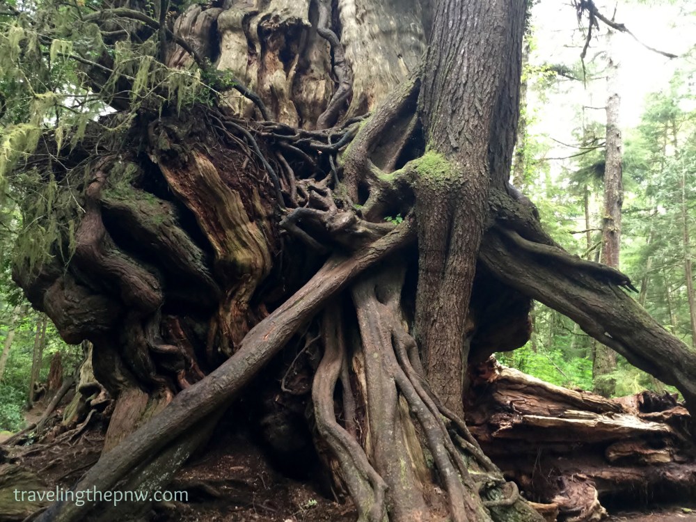 The Big Cedar tree supports lots of other trees. It is truly an amazing sight.