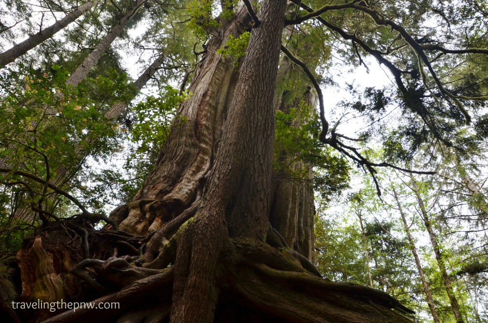 Looking up at the Big Cedar Tree. Makes one feel rather tiny.