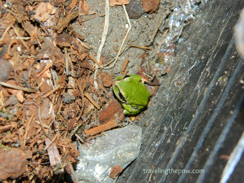 This Pacific tree frog showed up recently in our garden box. He spent most of his time in our sprinkler shutoff valve area. 