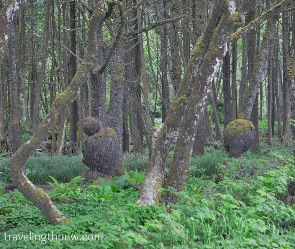 Really cool trees in the Kalaloch Beach campground. 
