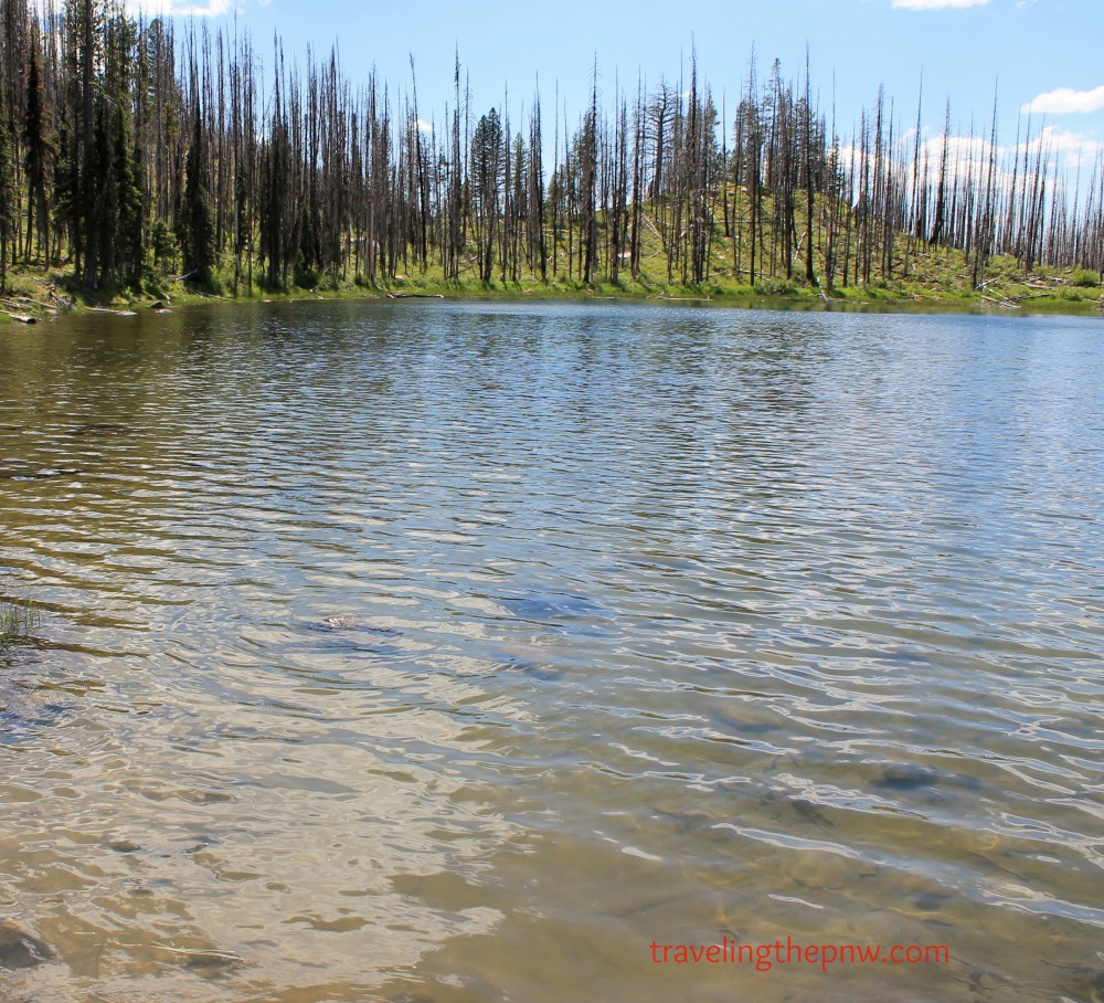 Despite its beach-less shores and muddy bottom, Summit Lake provides a wonderful place to wade and fish.