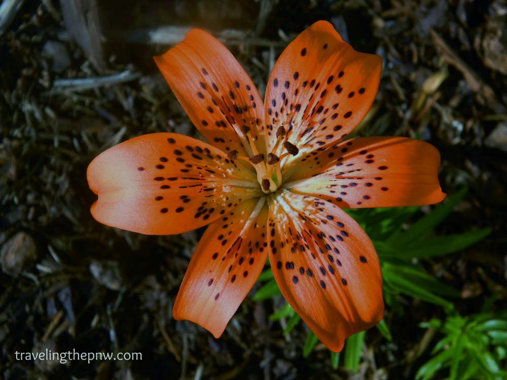 One of the best parts about buying a new house is seeing what plants the previous owners planted. The older guy that lived here before us left us this beautiful Tiger Lily. It is amazing.