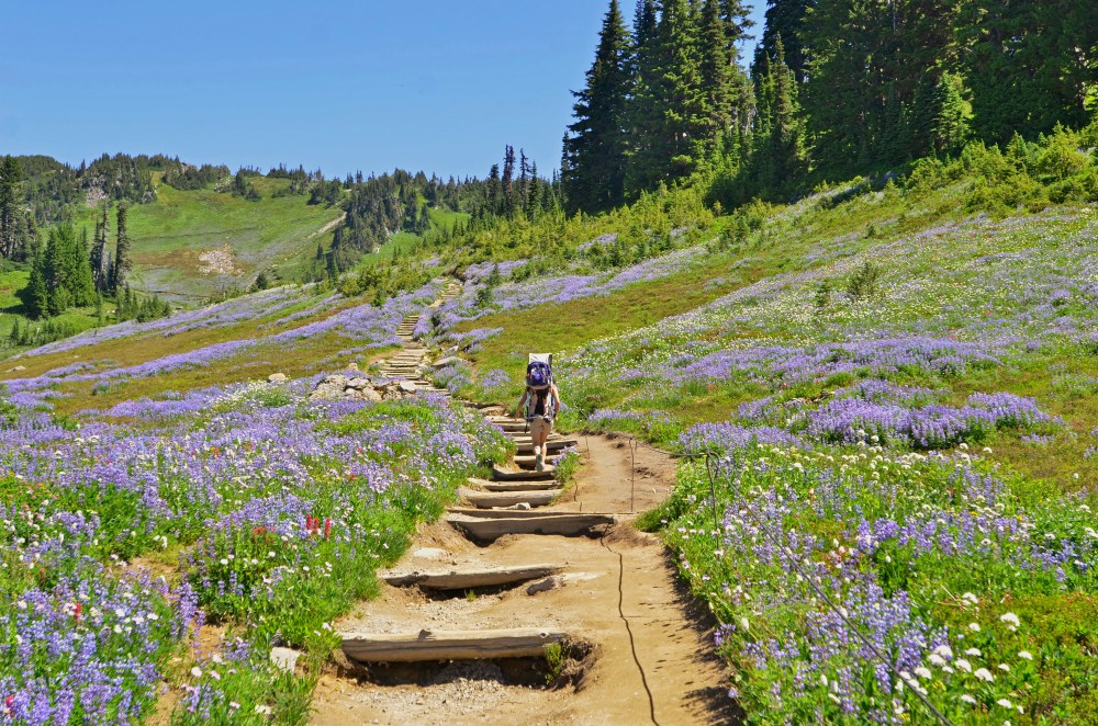 The further you get from Myrtle Falls and the paved trail, the steeper the route becomes. The stairs actually made it a bit harder to climb because they are randomly placed.