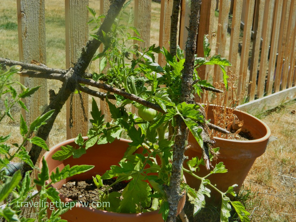 Veronica built these awesome DIY tomato trellis out of fallen branches from the Douglas fir trees in our backyard and some twin from the store. A very creative and cheap way to help support the tomatoes. 