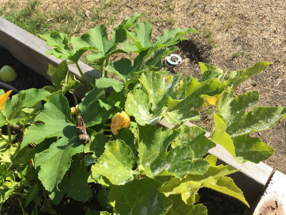 The white spots on the leaves is the powdery mildew that has hammered our pumpkins pretty hard.