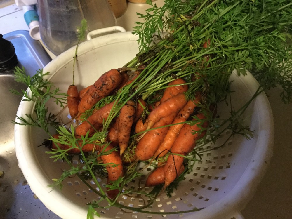 Our carrots are finally starting to pay off. We almost have more than we know what to do with.