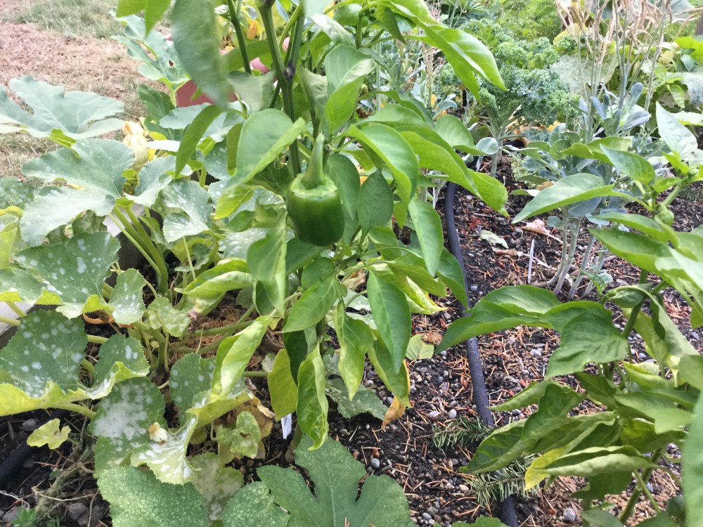 It seems rather late in the season for a green pepper to be growing, but I'm not going to complain.