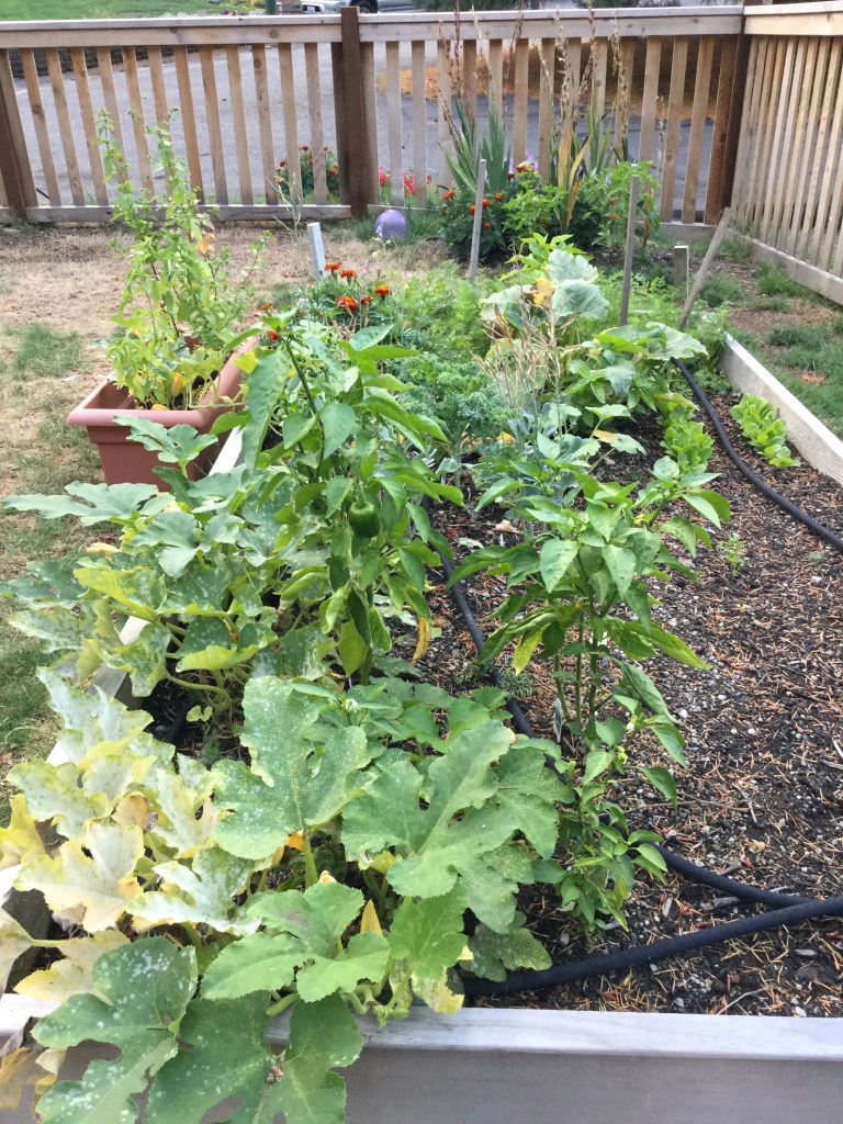 The soaker hose has been a Godsend to our garden's growth in the late summer months.