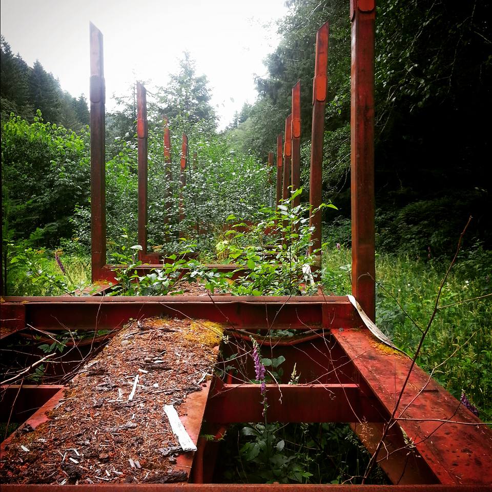A few of the 17 train cars abandoned out at Enright. Perfect spot for a picnic. (Photo by Thomas Kyle-Milward)
