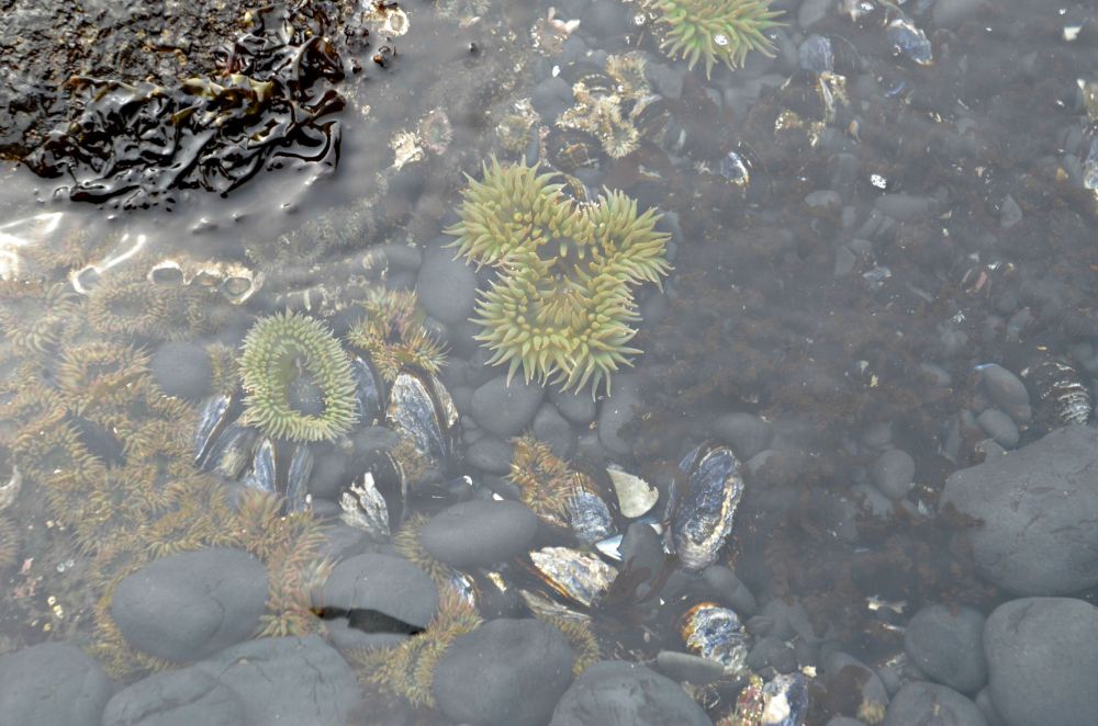 Sea anemones were the only tide pool life we saw on our visit to Cobble Beach.