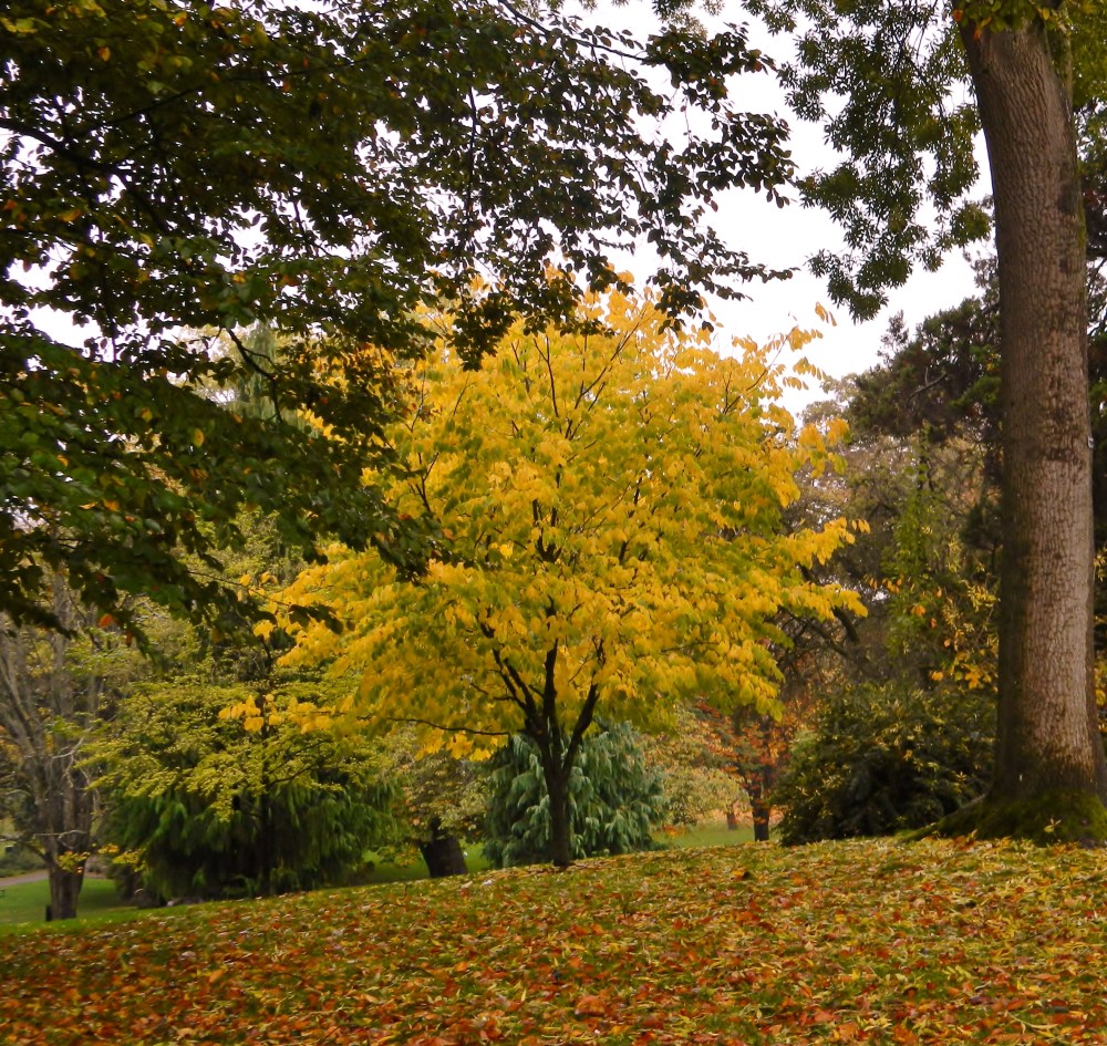 There is lots of color in the trees at Wright Park.
