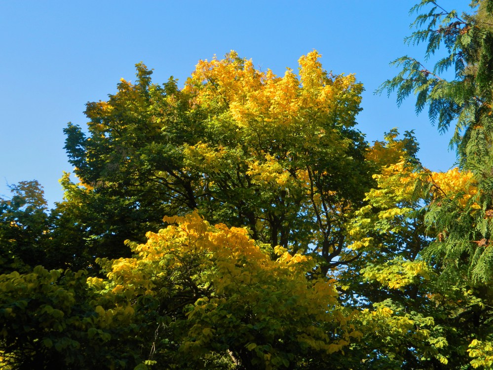We weren't sure what type of tree this is, but it had glorious yellow color on this early fall day.