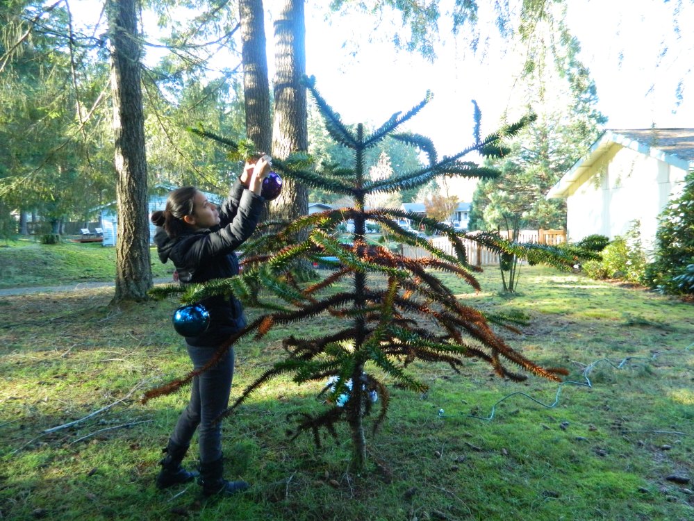 We bought giant ornaments at Goodwill and put up small lights on the Monkey Tree, and plan to add fake Christmas presents later.