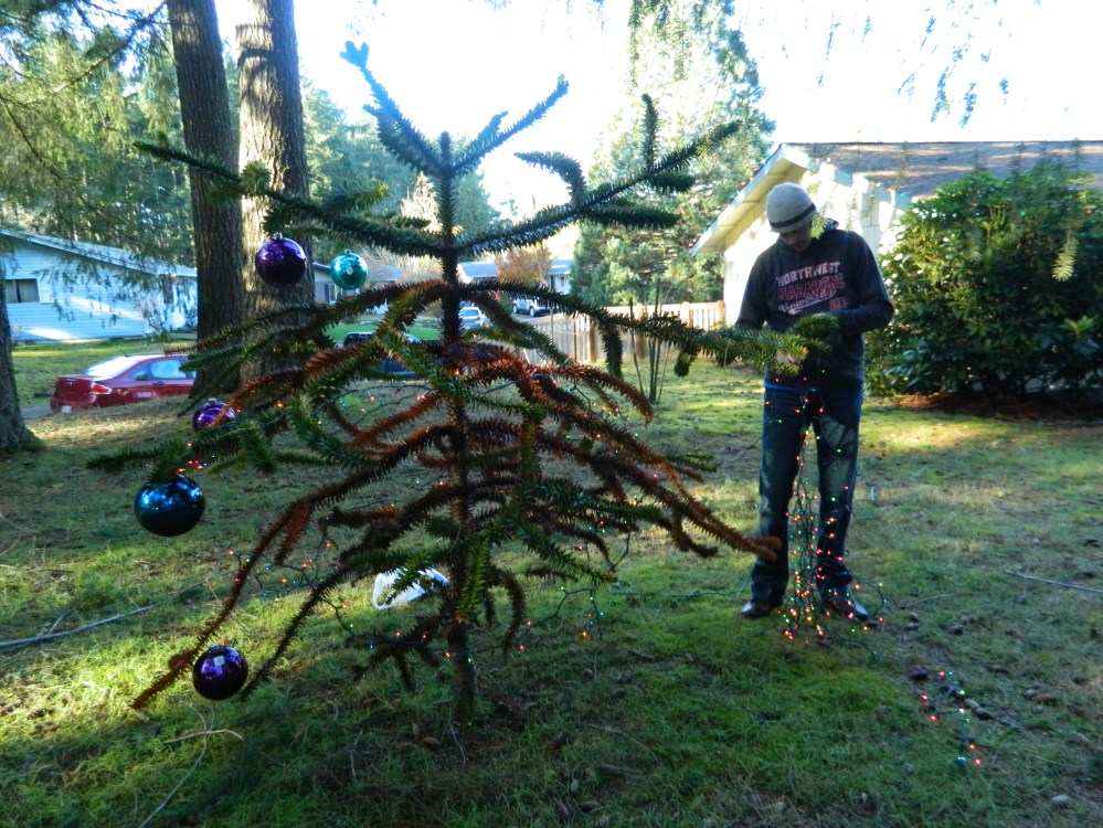 Our version of the Charlie Brown Christmas Tree. Our Monkey Puzzle Tree is a strange beast, so we decided why not dress her up for the holidays.