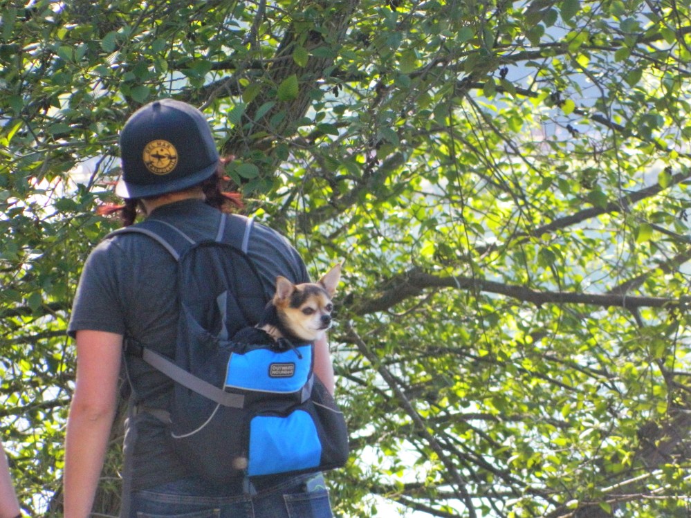 Lots of fantastic people - and dog - watching to be had at Green Lake in Seattle.