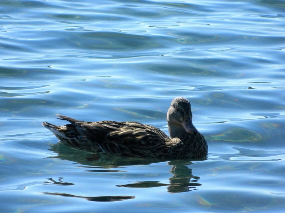 This duck was giving me the stink eye.
