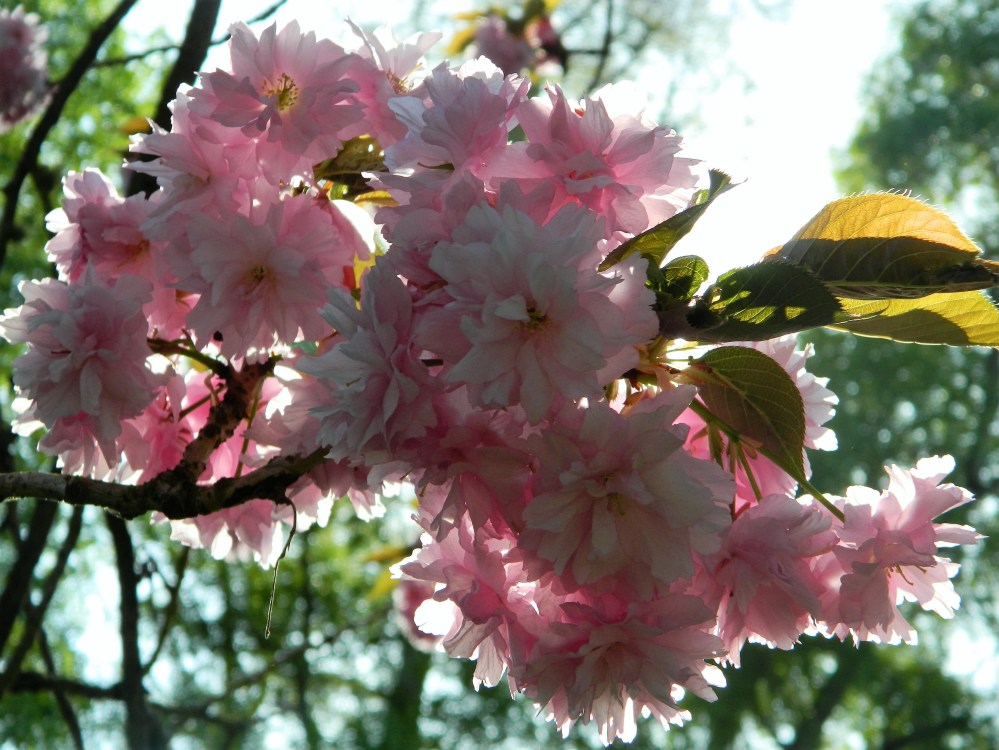 There were so many beautiful cherry blossoms all over the park. Loved it.