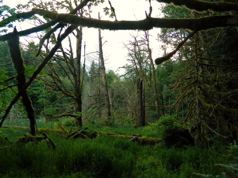 The marsh area with Boyce Creek running through it features a variety of trees and lots of moss.