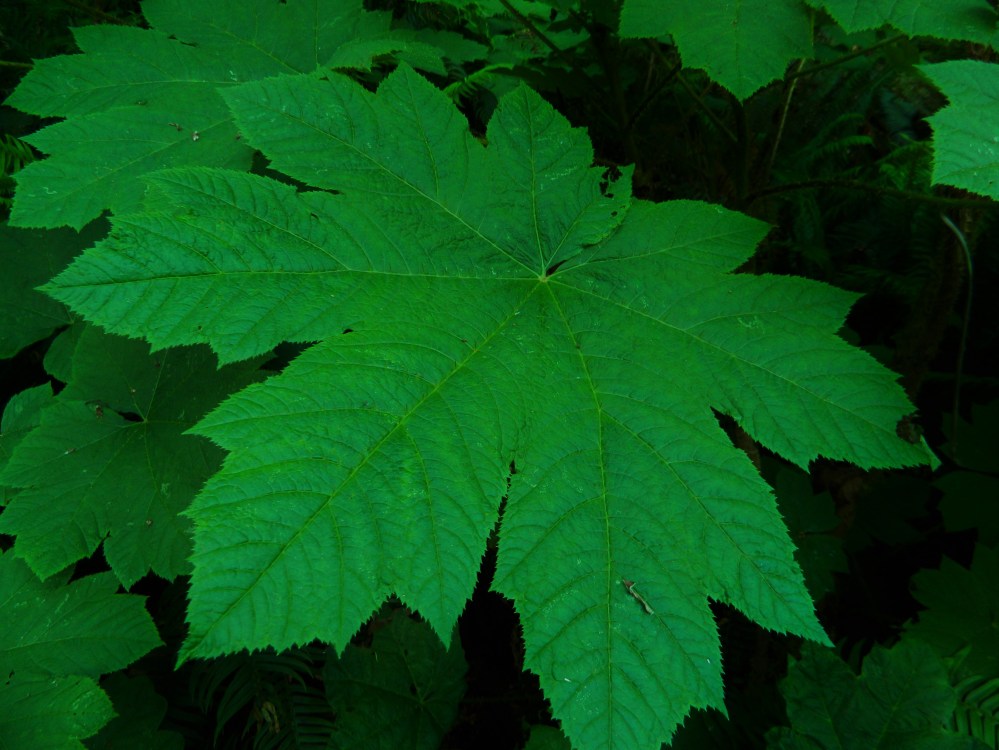 There were some giant maple leaves in the park.