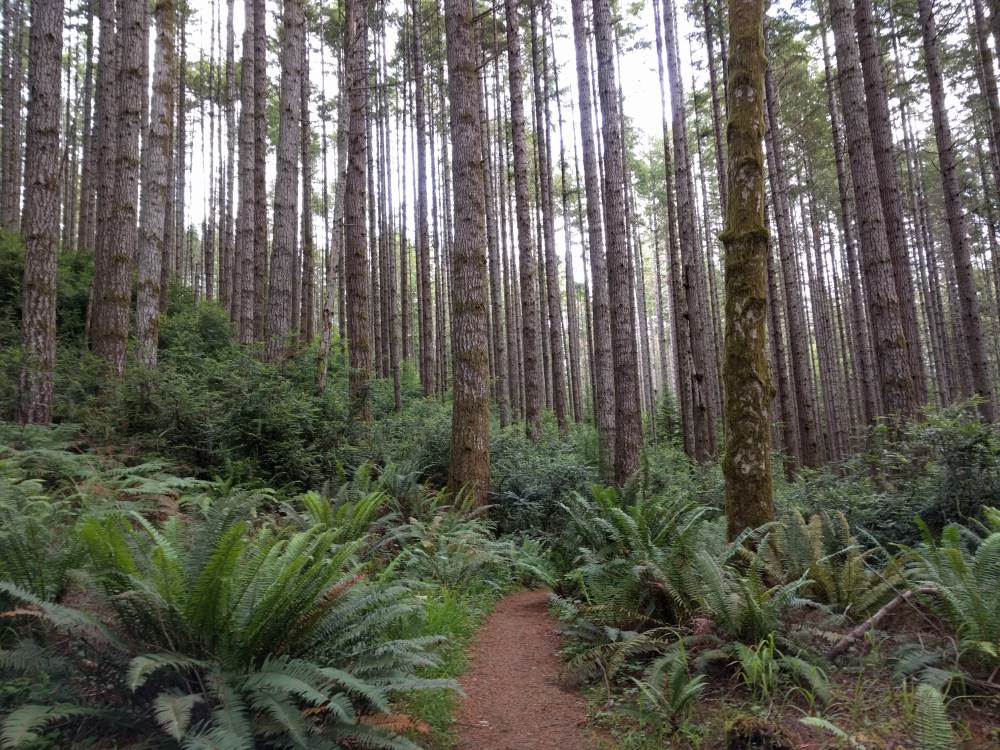 A stand of Alder trees surrounded by sword ferns. 