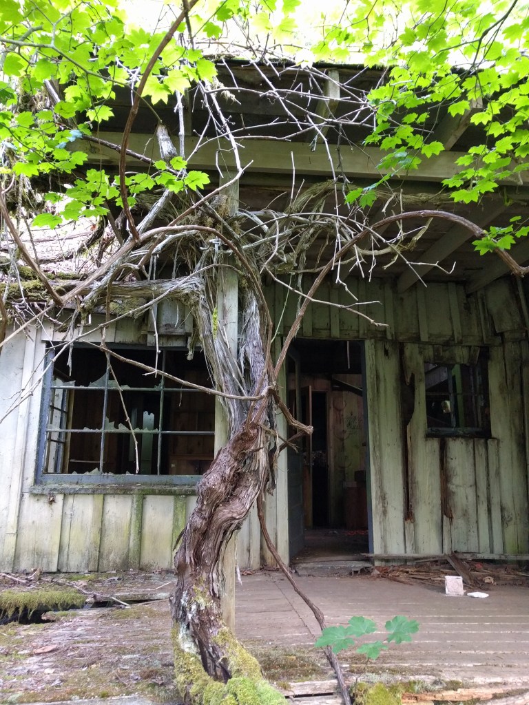 A tree is slowly overtaking the homestead house.