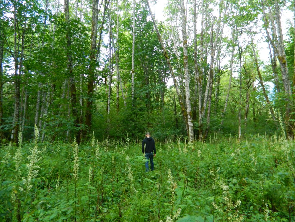 Thomas pretending he isn't lost in the woods near our campground. Just a man in his element.