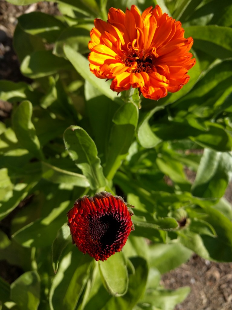 These Mr Majestic Double marigolds have grown like crazy in our yard this summer.