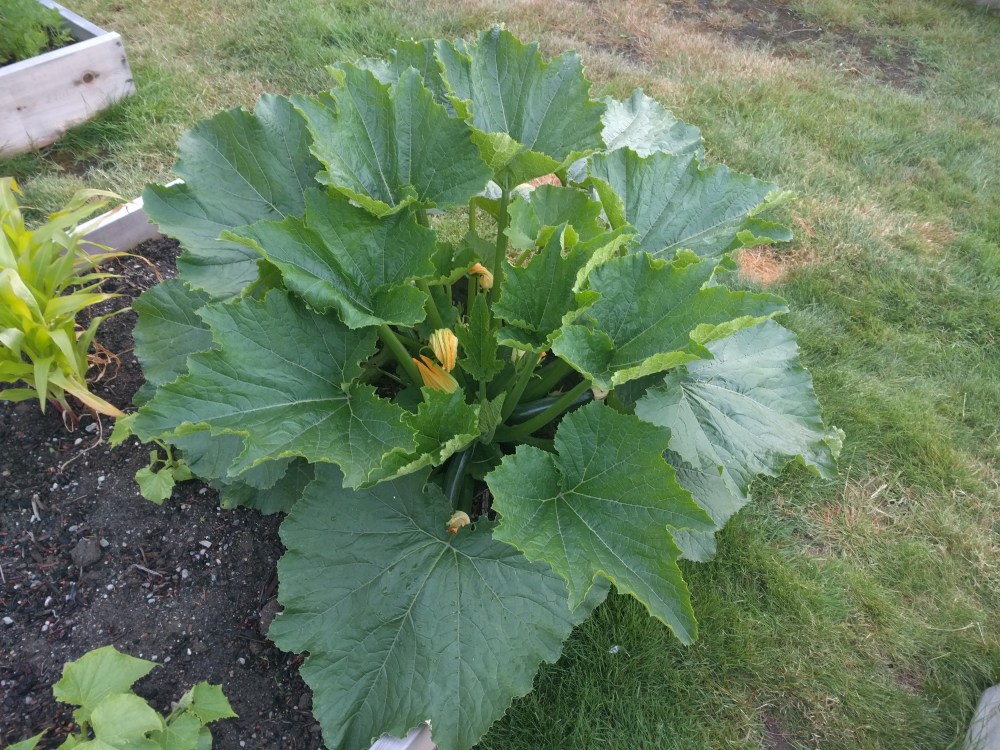 It always amazes me to think that one little seed could become this massive bush in just three months.
