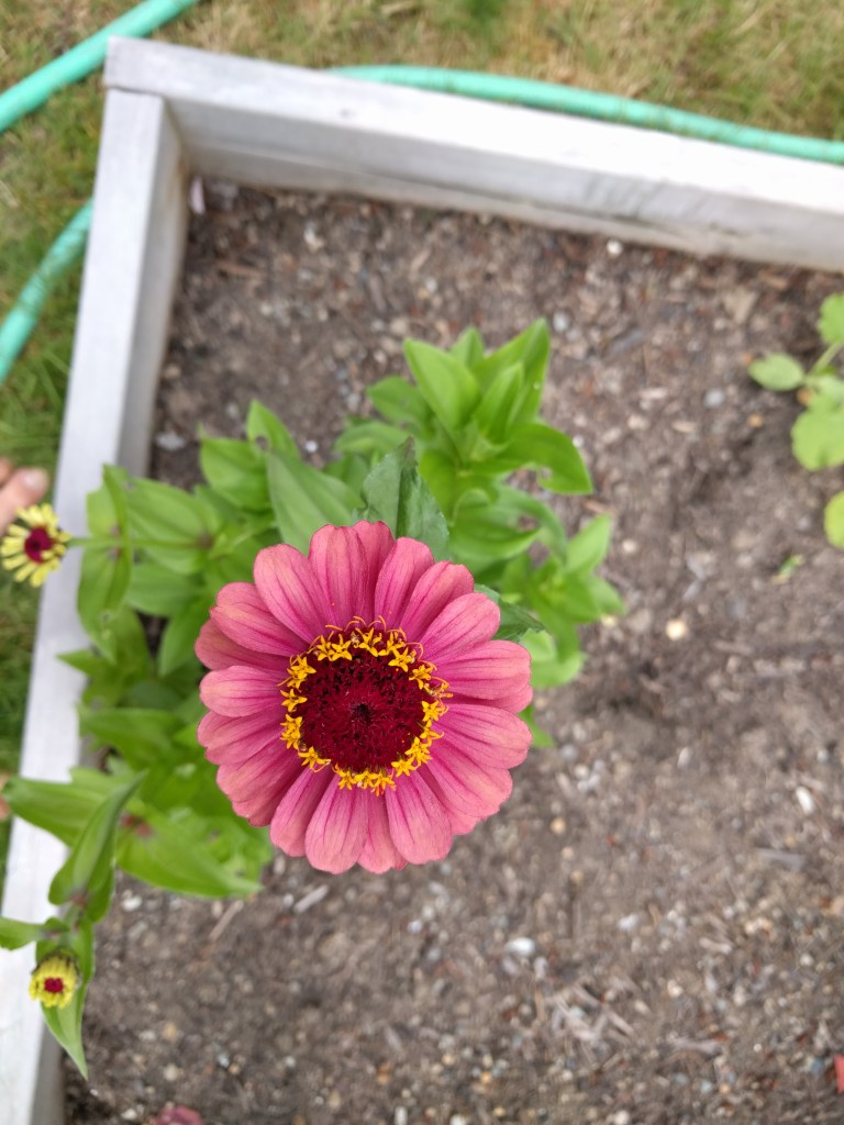This Zinnia-Queen Red Lime flower is the prettiest flower I've ever grown. Hoping to have more than one bush come up next year.